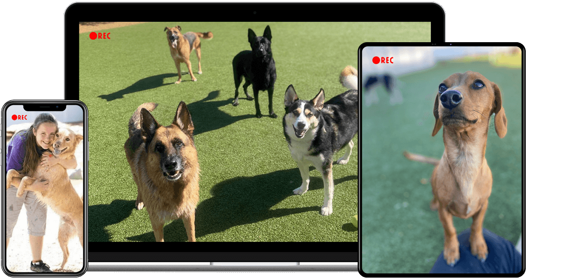 dog web cam